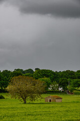 Casetta di campagna in un campo di grano