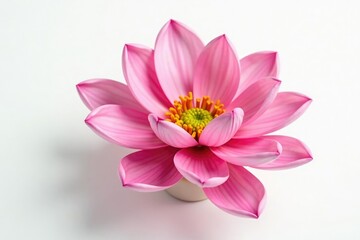 Obraz premium Delicate flower petals unfolding on a white background, details, bloom