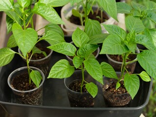 Pepper plant seedlings in plastic containers.