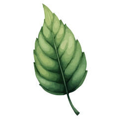 green leaves watercolor