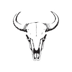 Buffalo head bone isolated on white background. Buffalo head skeleton with long horn isolated