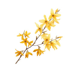 Obraz premium Blooming Forsythia Branch with Yellow Flowers on Green Transparent background