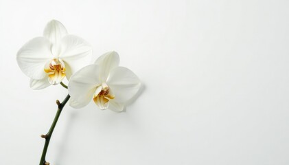Delicate white orchid blossom on pure white background, soft, floral, isolated