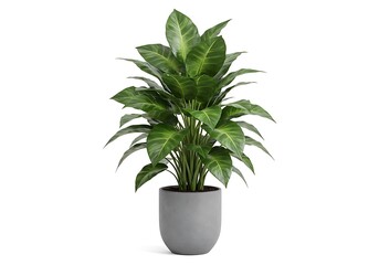 Realistic 3d rendered dieffenbachia plant in a modern concrete pot on a white backdrop