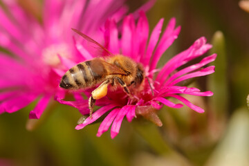 Honigbiene (Apis) sitzt auf Blüte im Garten 
