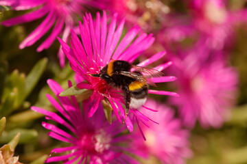 Hummel sitzt auf Blüte im Garten  © Aggi Schmid