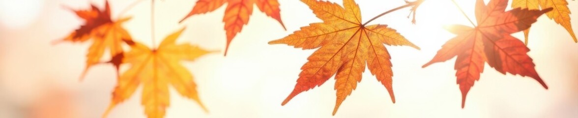 Fototapeta premium Dried maple leaf bathed in sunlight, clean white background, dried maple leaf, brown
