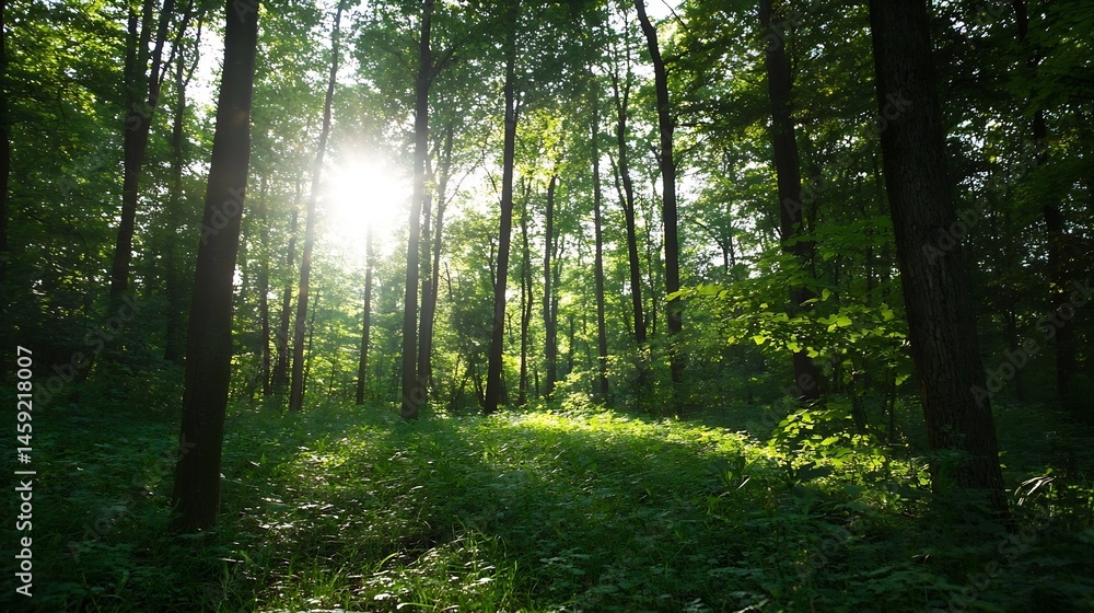 Poster sunbeams illuminate a lush green forest floor, dappled sunlight filtering through tall trees creatin