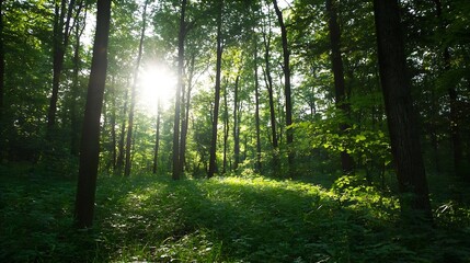 Obraz premium Sunbeams illuminate a lush green forest floor, dappled sunlight filtering through tall trees creating a serene, peaceful woodland scene. : Generative AI