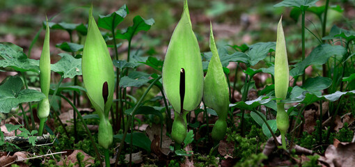 Aronstab (Arum) Blüten in der Natur, Panorama 