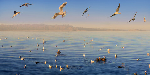 Möwen am Chiemsee im Abendrot, Panorama 