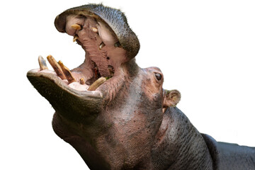 view of a magnificent hippopotamus in png