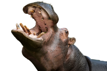 view of a magnificent hippopotamus in png