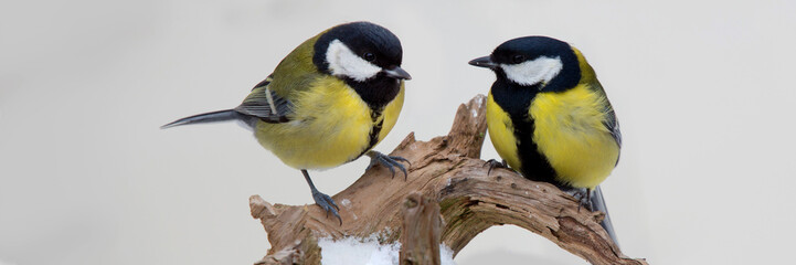 Kohlmeise (Parus major) zwei Meisen sitzen auf Ast, Panorama 