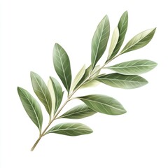 Obraz premium Branch of olive leaves, detailed illustration