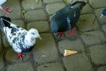 A group of pigeons eagerly gathers around an abandoned ice cream cone, exploring their surroundings