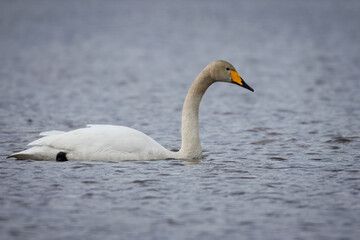 An adult Whooper swan (Cygnus cygnus) swims in the water perpendicular to the camera lens on a cloudy spring day.