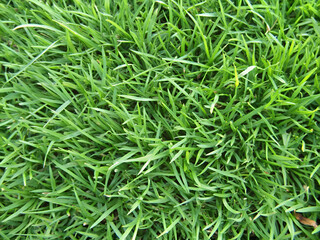 Obraz premium A close up of a green grassy field. The grass is lush and vibrant, giving the image a sense of freshness and vitality