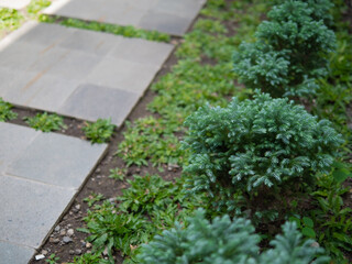Modern Garden Pathway with Green Shrubs and Concrete Tiles