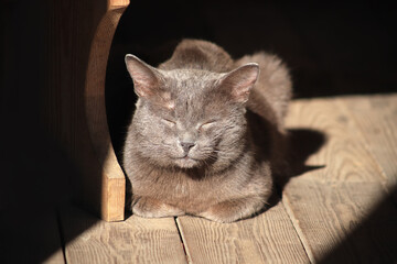 A cat basks in the sun on a wooden floor in an old house. © sergofan2015