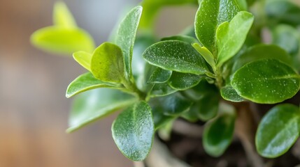 Close-up view of vibrant green leaves, showcasing intricate details and textures of a small potted plant.  The image highlights the lush, healthy foliage with a shallow depth of field. : Generative AI