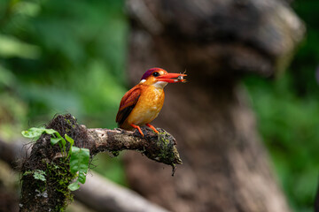 kingfisher on branch