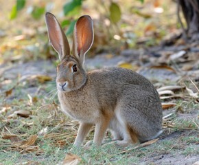 Fototapeta premium African Savannah Hare, Lepus victoriae. Hare-rabbit in its natural habitat