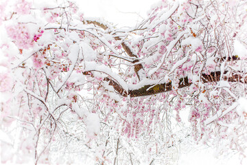 Authentische, schneebedeckte Kirschblüte im Frühling