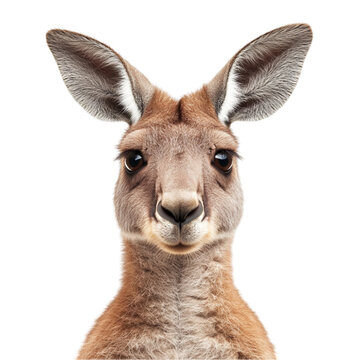 A close up portrait of a kangaroo looking directly at the camera showing its face and ears