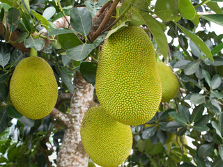 Jackfruit and young fruits are naturally healthy fruits.