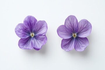 Two delicate, light purple flowers on a white background.  Detailed close-up view of petals, central stamen
