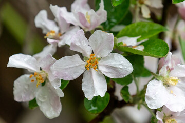 Blühende Blüten eines Apfelbaums
