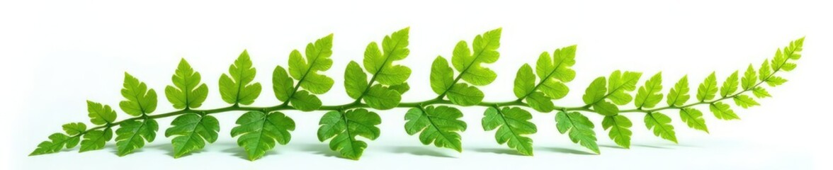 Fototapeta premium Leafy fern plant isolated on white background, mossy, delicate, nature