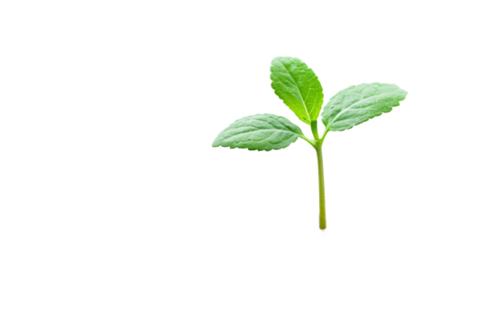 Vibrant Green Sprout Growing Isolated on White Background Young Plant Seedling Nature Botany