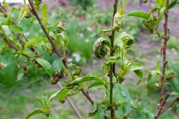 Fototapeta premium Curling of the young leaves of the peach tree.