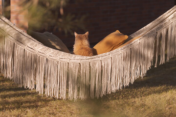 A light, fluffy ginger kitten lounges on a woven hammock, soaking up the spring sun, its fur glistening amidst vibrant blossoms, pure joy in nature.