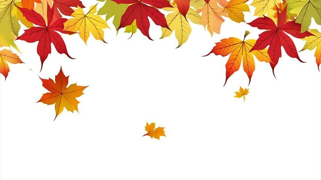 autumn leaves. maple leaves