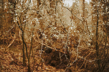 drzewo,wiosna,kwitnienie  © Marcin Łazarczyk