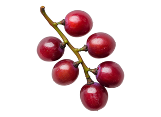 Small branch of grape