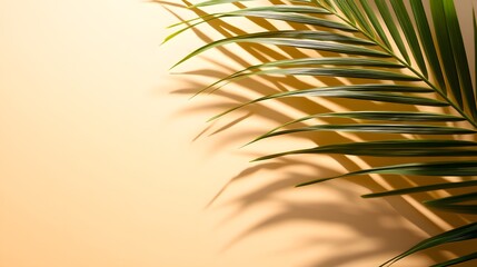 Fototapeta premium Soft, golden light casts shadows of a palm frond on a pale background.