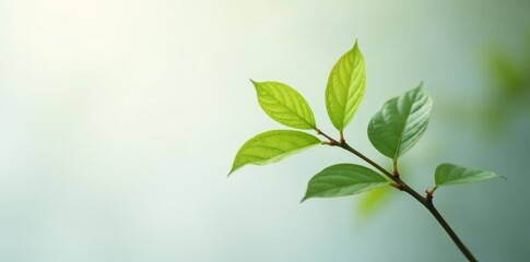 Single branch with delicate leaves against a white background in low light conditions, serene, atmosphere, foliage