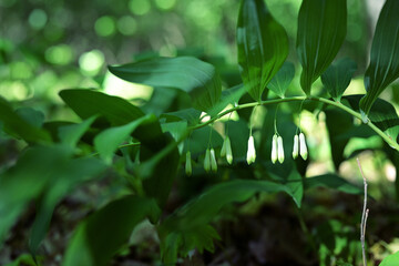 Solomon's Seal Plant with White Bell-Shaped Flowers in Forest Light