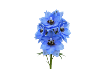Azure Delphinium Bloom A single stem bursts with vibrant blue petals against a stark dark backdrop