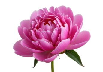 Blushing Peony Bloom Pink petals unfold on a black stage