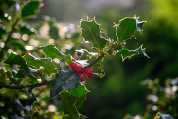 red berries on a tree