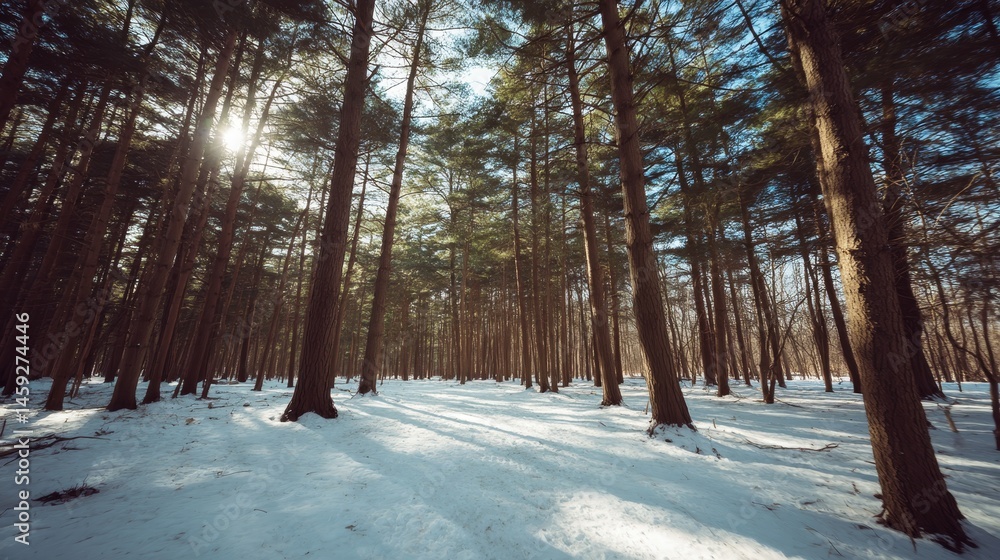 Poster classic snowy pine forest with tall trees casting long shadows during a tranquil winter day, showcas