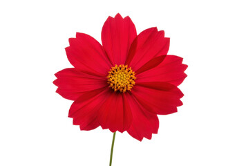 Crimson bloom A striking red flower with a vibrant yellow center against pure black
