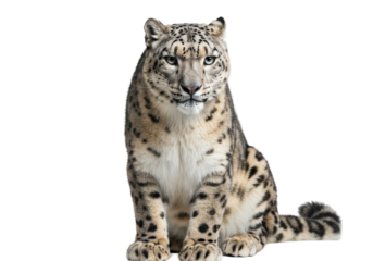 Elegant snow leopard portrait sitting calmly against a stark black background