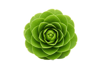 Fototapeta premium Emerald Rose A swirling green plant unfolds against the dark creating a mesmerizing blossom of leaves