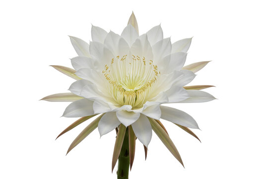 Ethereal NightBlooming Cereus A Pristine Bloom Against Darkness